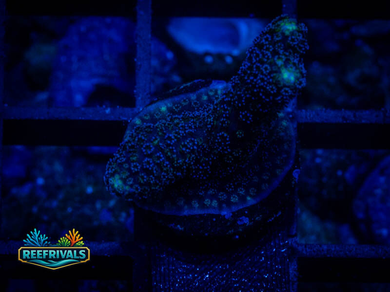 RVL Twin stylo coral image from ReefRivals, listed as Stylophora sp. and SPS Branching