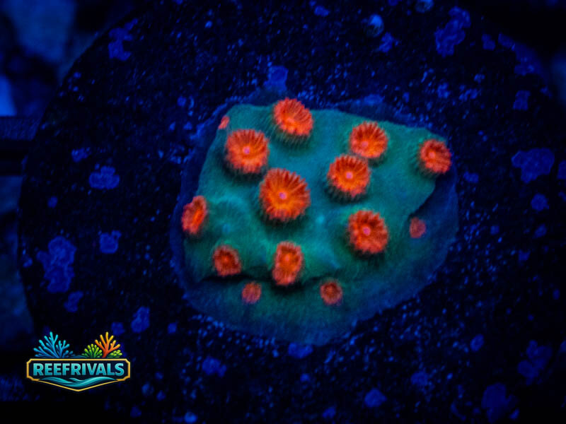 WWC Blow Pop Cyphastrea coral image from ReefRivals, listed as Cyphastrea sp. and Encrusting
