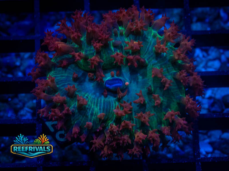CA St. Thomas Mushroom WYSIWYG coral image | ReefRivals CA St. Thomas Mushroom coral image from ReefRivals, listed as Discosoma spp. and Mushrooms