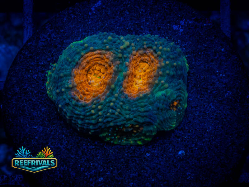 WWC Mango Tango Acan Echinata coral image from ReefRivals, listed as Micromussa sp. and Acans