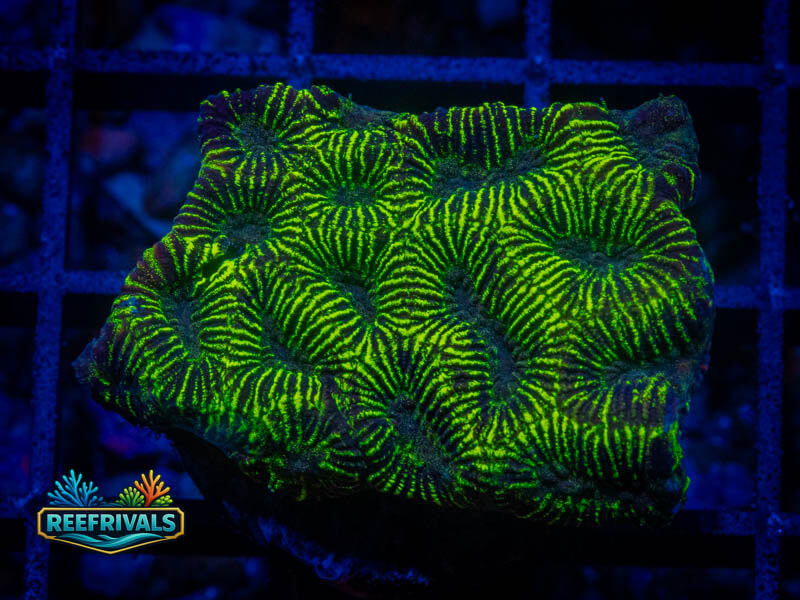 JF High Voltage Platygyra coral image from ReefRivals, listed as Platygyra sp. and Encrusting