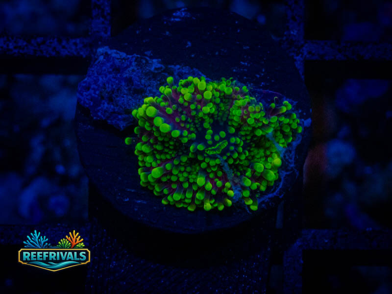 RVL Joker Yuma Mushroom coral image from ReefRivals, listed as Ricordea yuma and Mushrooms