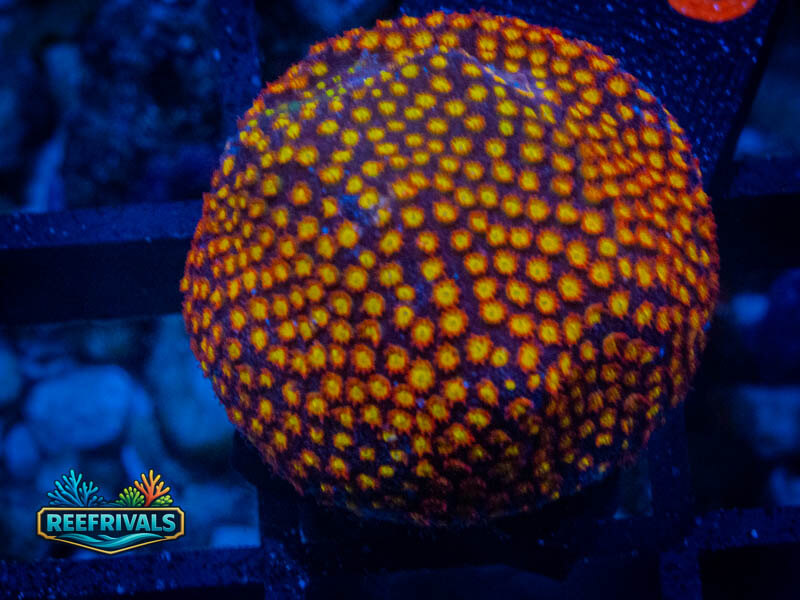 UC Flamethrower Stylo WYSIWYG coral image | ReefRivals UC Flamethrower Stylo coral image from ReefRivals, listed as Montipora sp. and Montis