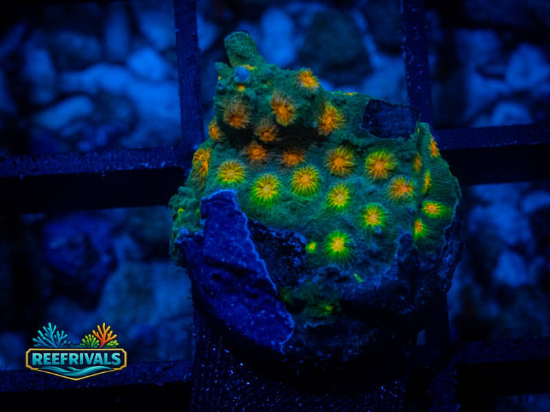 KC Stained Glass Cyphastrea coral image from ReefRivals, listed as Cyphastrea sp. and Encrusting