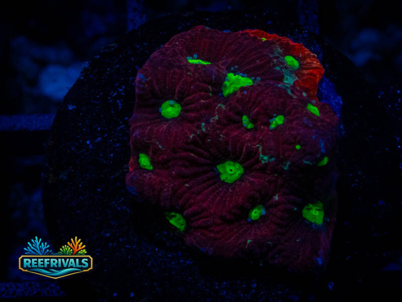 TSA Fire Favia coral image from ReefRivals, listed as Favia sp. and Favias