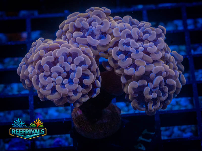 TSA Plum Branching Hammer (5+ Heads) coral image from ReefRivals, listed as Fimbriaphyllia ancora and Hammers
