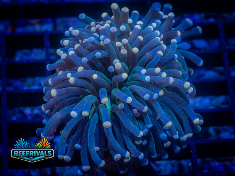 TG Peach Tipped Torch coral image from ReefRivals, listed as Euphyllia glabrescens and Torches