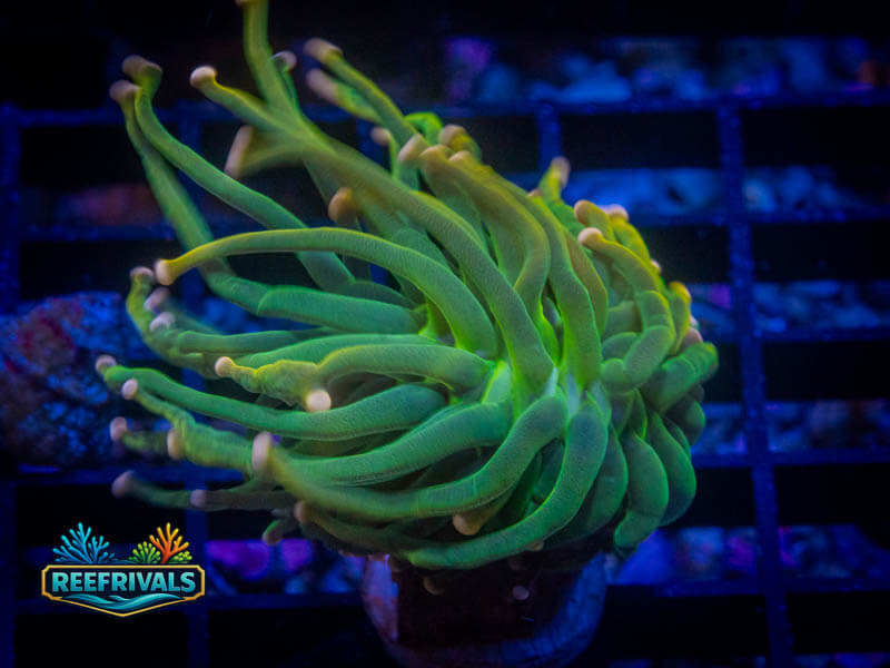 TG Cotton Candy Torch coral image from ReefRivals, listed as Euphyllia glabrescens and Torches