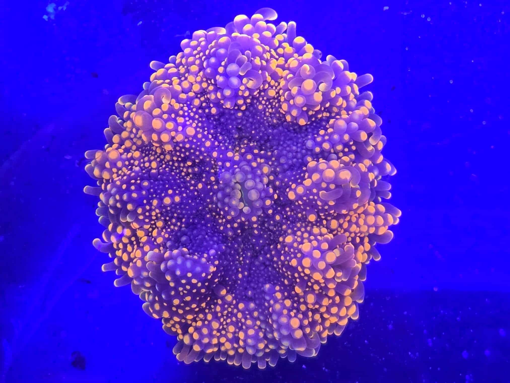 TG Super Orange Yuma (XL) WYSIWYG coral image | ReefRivals TG Super Orange Yuma (XL) coral image from ReefRivals, listed as Ricordea yuma and Mushrooms