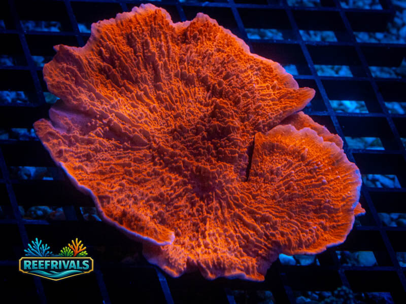 RVL Candy Cap Monti (XL) coral image from ReefRivals, listed as Montipora sp. and Montis