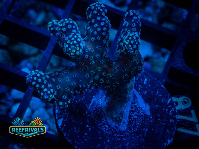 RS Neon Green Birdsnest WYSIWYG coral image | ReefRivals RS Neon Green Birdsnest coral image from ReefRivals, listed as Seriatopora sp. and Soft Coral