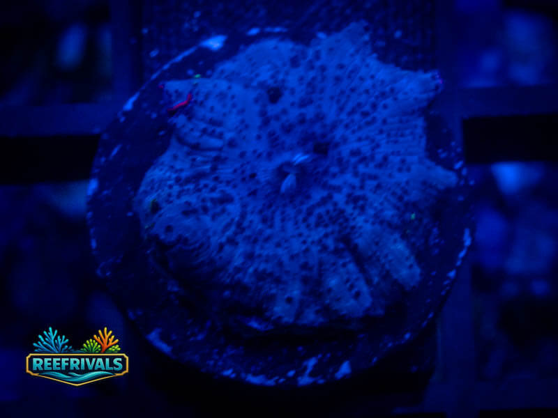 RVL Ocean Aqua Mushroom coral image from ReefRivals, listed as Discosoma spp. and Mushrooms