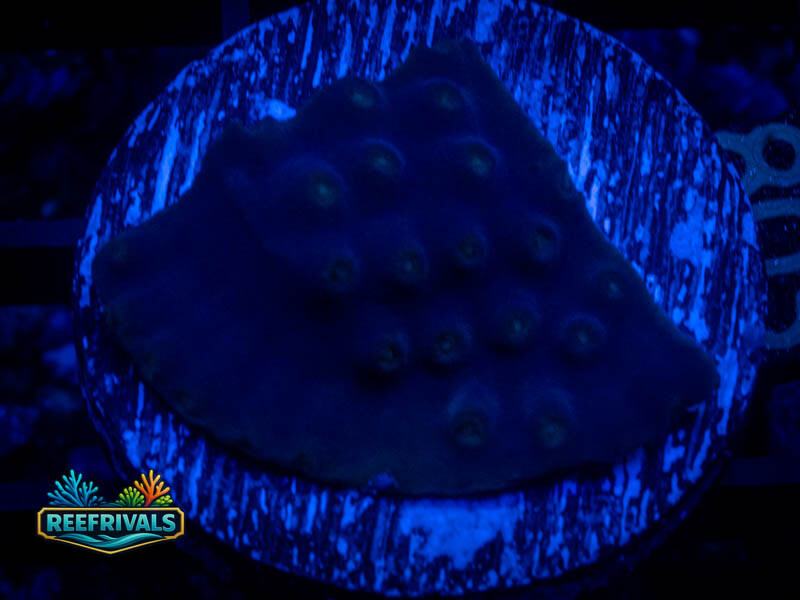 TSA LA Lakers Scroll coral image from ReefRivals, listed as Cyphastrea sp. and SPS Branching