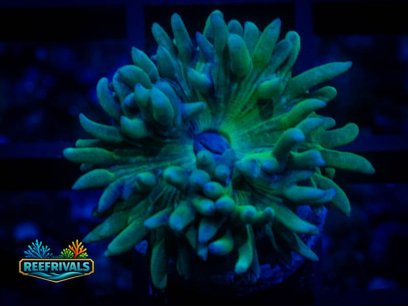 RVL Spirit Keeper Duncan coral image from ReefRivals, listed as Duncanopsammia axifuga and Duncans