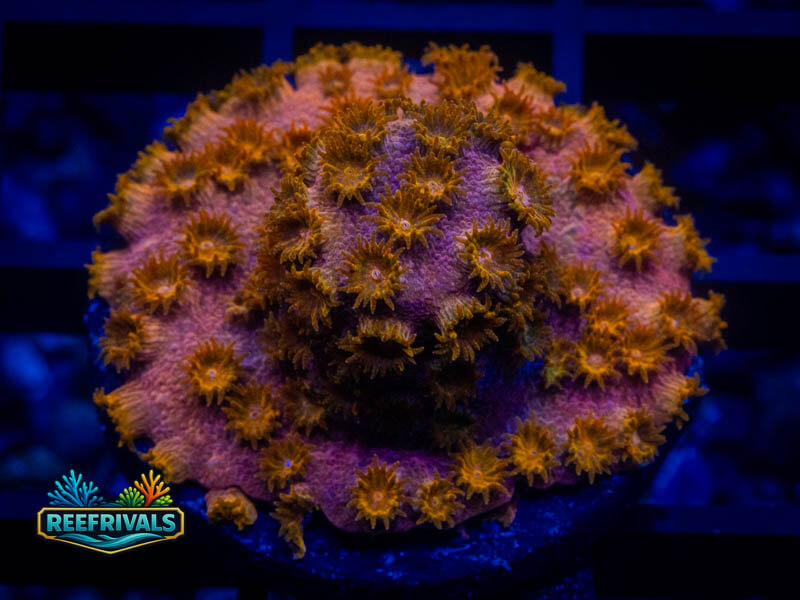 WWC Copperhead Cyphastrea WYSIWYG coral image | ReefRivals WWC Copperhead Cyphastrea coral image from ReefRivals, listed as Cyphastrea sp. and Encrusting