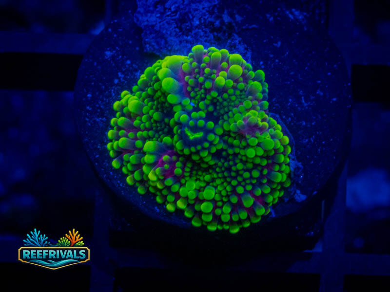RVL Ultra Mushroom coral image from ReefRivals, listed as Ricordea yuma and Mushrooms