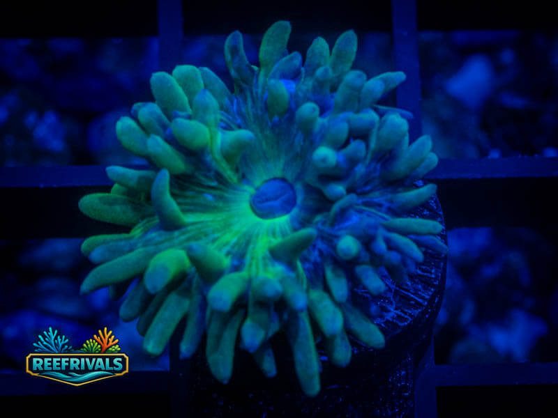 RVL Splunkin' Duncan coral image from ReefRivals, listed as Duncanopsammia axifuga and Soft Coral