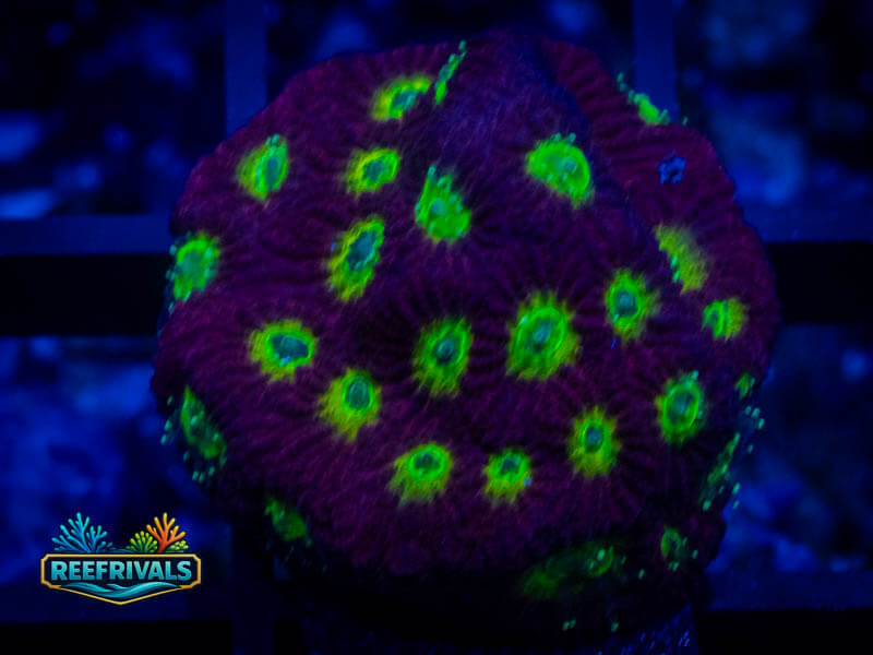 RVL Spicy Lemon Favia coral image from ReefRivals, listed as Favia sp. and Favias