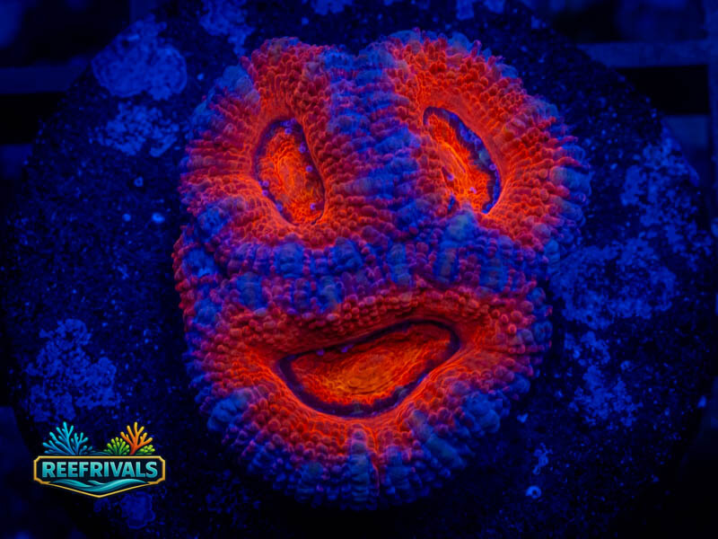 RVL Smiley Acan coral image from ReefRivals, listed as Micromussa sp. and Acans
