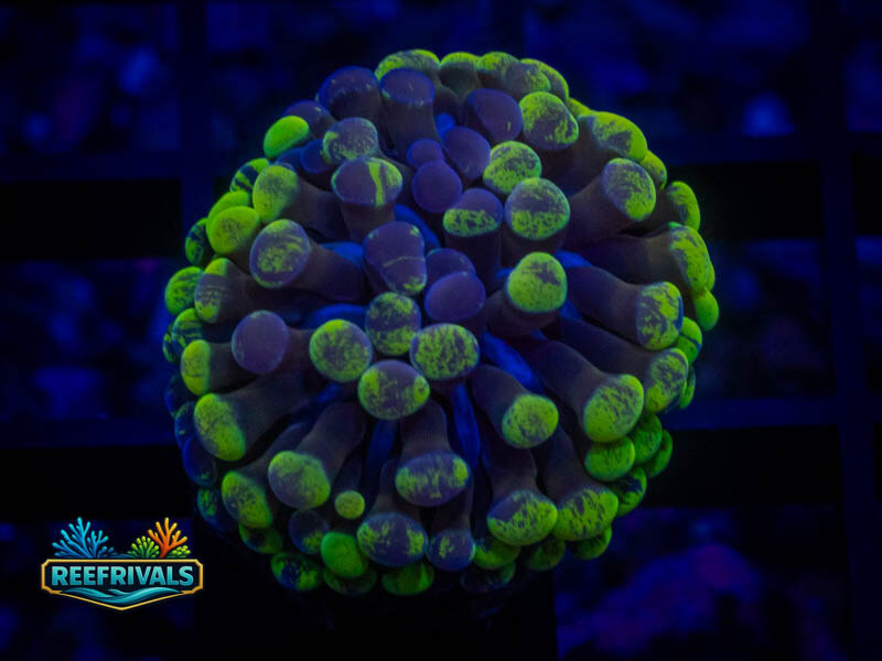 TG Insane Aussie Hammer Hammer coral image from ReefRivals, listed as Fimbriaphyllia ancora and Hammers