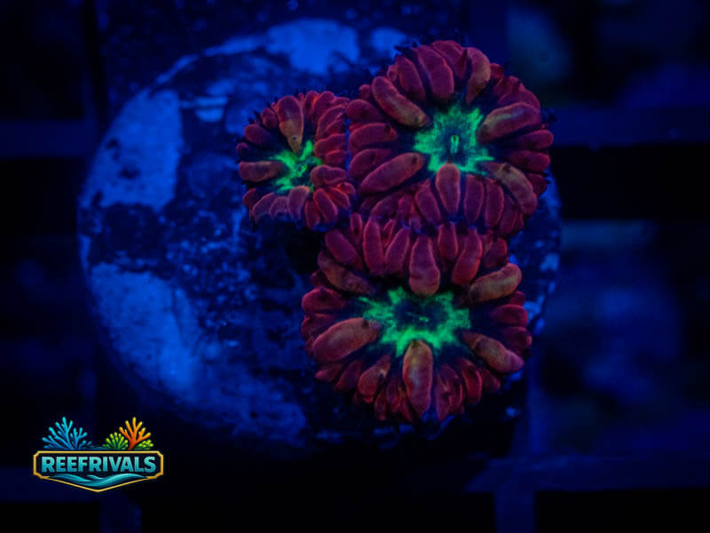 TSA Bouncing Betty Merletti Blasto coral image from ReefRivals, listed as Blastomussa sp. and LPS Fleshy