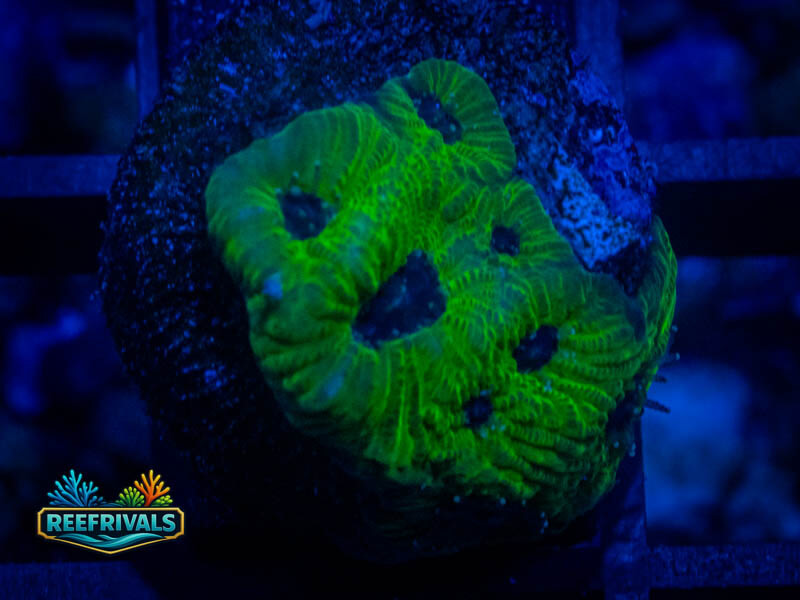 RVL Toxic Green Favia coral image from ReefRivals, listed as Favia sp. and Favias