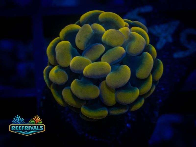 QCC Rasta Gold Hammer coral image from ReefRivals, listed as Fimbriaphyllia ancora and Hammers