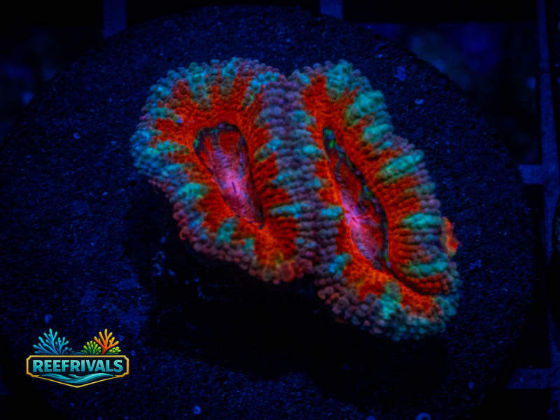 RVL Rising Sun Acan WYSIWYG coral image | ReefRivals RVL Rising Sun Acan coral image from ReefRivals, listed as Micromussa sp. and Acans