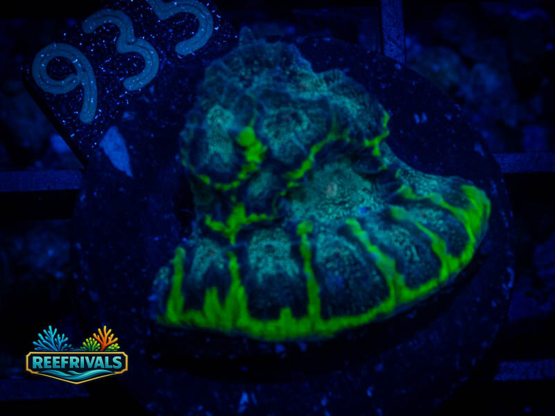 TSA Infection Favia coral image from ReefRivals, listed as Favia sp. and Favias