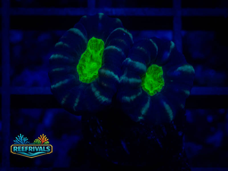 WWC Alien Eye Candy Cane coral image from ReefRivals, listed as Caulastrea sp. and LPS Fleshy