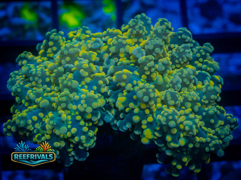 TIA Reverse Yellow Octospawn coral image from ReefRivals, listed as Fimbriaphyllia paraancora and LPS Branching