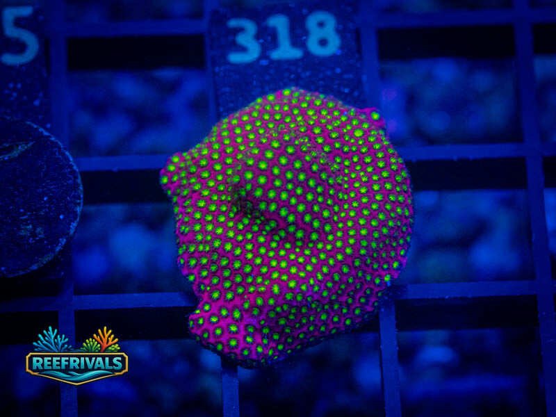 WWC Electric Daisy Stylo WYSIWYG coral image | ReefRivals WWC Electric Daisy Stylo coral image from ReefRivals, listed as Stylocoeniella spp. and Soft Coral