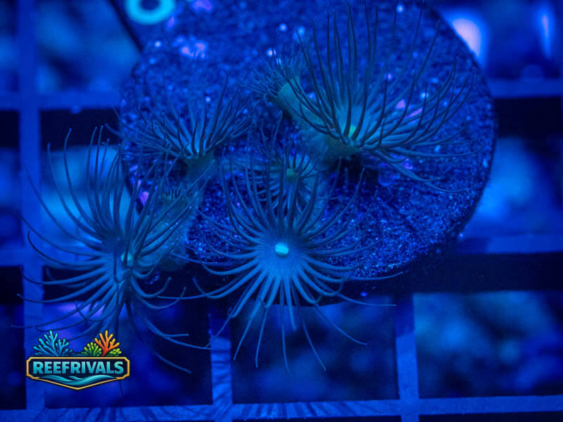 ECC Yellow Polys coral image from ReefRivals, listed as Zoanthus sp. and Zoas