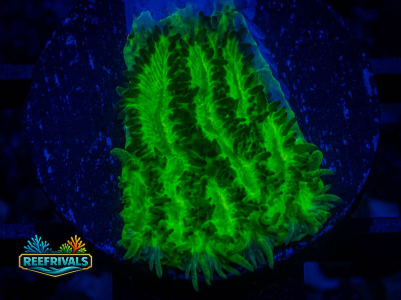 TSA Lemom Lime Hydnophora coral image from ReefRivals, listed as Hydnophora sp. and SPS Branching