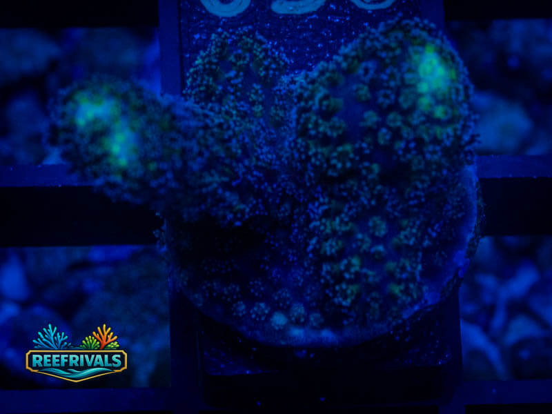 RVL Twin Stylo coral image from ReefRivals, listed as Stylophora sp. and Soft Coral
