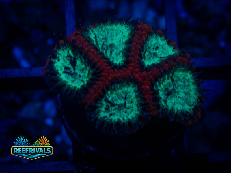 RVL Lava Rim Favia coral image from ReefRivals, listed as Favia sp. and Favias