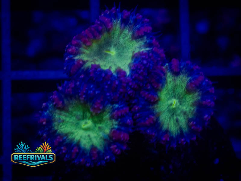 TSA Suckerberry Pie Blasto coral image from ReefRivals, listed as Blastomussa sp. and LPS Fleshy