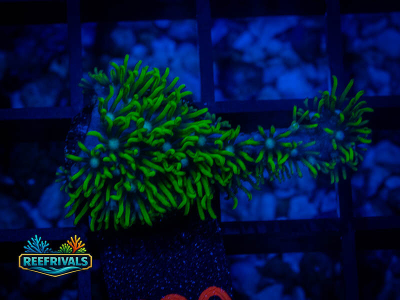 RVL Blue Core GSP coral image from ReefRivals, listed as Briareum sp. and LPS Fleshy