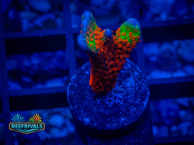 QCC Forest Fire Monti WYSIWYG coral image | ReefRivals QCC Forest Fire Monti coral image from ReefRivals, listed as Montipora sp. and Montis
