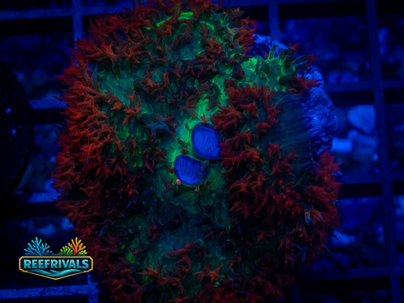 KK St. Thomas Mushroom coral image from ReefRivals, listed as Rhodactis spp. and Mushrooms