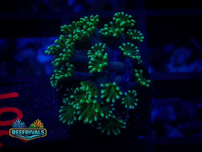 CA Aussie Spearmint Alveopora coral image from ReefRivals, listed as Alveopora sp. and LPS Fleshy