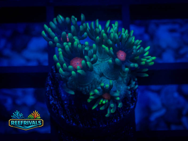 WWC North Star Goni coral image from ReefRivals, listed as Goniopora sp. and Gonis