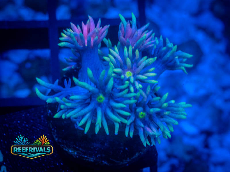 TG Rainbow Dash Goni coral image from ReefRivals, listed as Goniopora sp. and Gonis