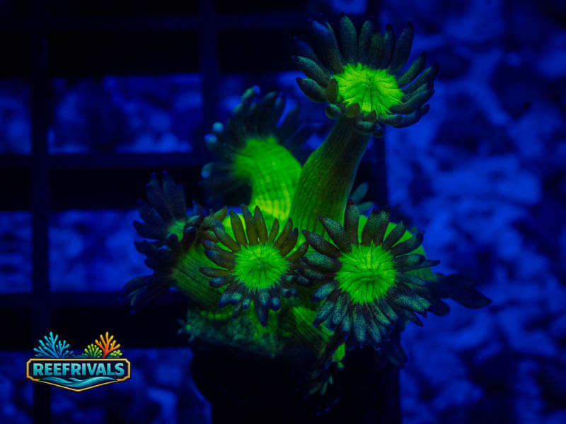 WWC Shadow Flame Goni WYSIWYG coral image | ReefRivals WWC Shadow Flame Goni coral image from ReefRivals, listed as Goniopora sp. and Gonis