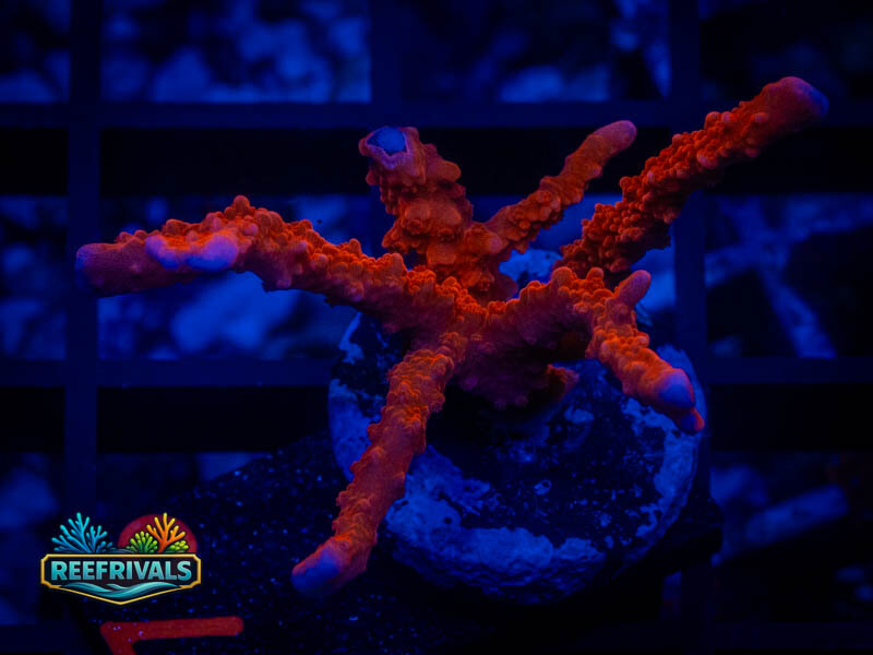 JF Fire Starter Monti coral image from ReefRivals, listed as Montipora sp. and Montis