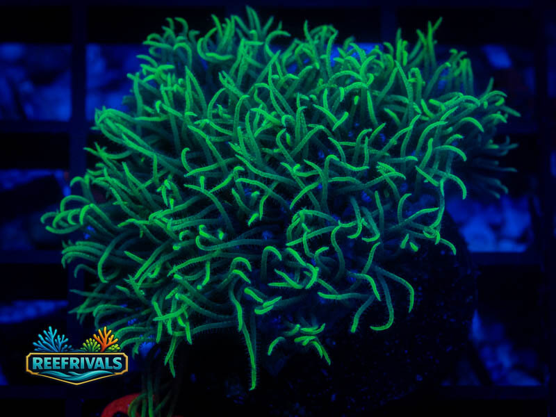 QCC Neon Green Star Polyps coral image from ReefRivals, listed as Briareum sp. and Soft Coral