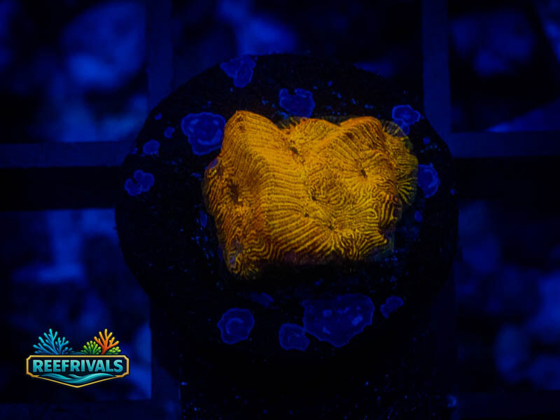 RVL 24K Lepto coral image from ReefRivals, listed as Leptoseris sp. and Encrusting