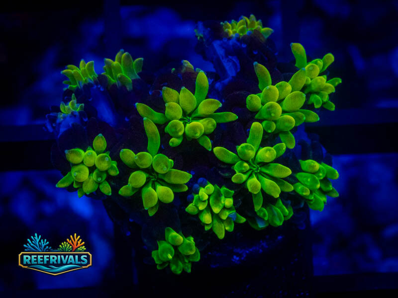 WWC Lemonade Galaxea coral image from ReefRivals, listed as Galaxea sp. and SPS Plating