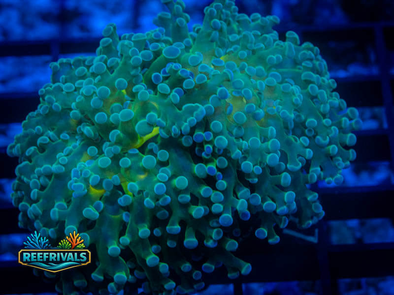 RVL Illuminating Octospawn (Large) coral image from ReefRivals, listed as Fimbriaphyllia paraancora and LPS Branching