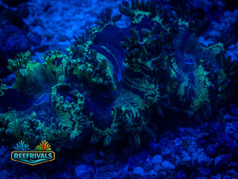 RVL Toxic Willow Elegance coral image from ReefRivals, listed as Catalaphyllia jardinei and LPS Fleshy